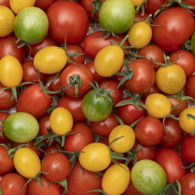 三重県赤目産 希少な高級トマト『ジャングルトマト』約650グラム - 野菜