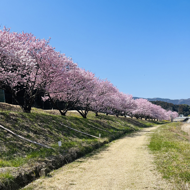 神奈川県南足柄市のふるさと納税 広町パークゴルフ場　１日利用券　２枚【 神奈川県 南足柄市 】