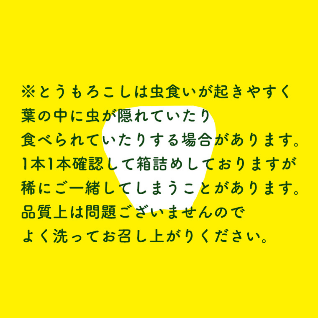 【 先行予約 7月上旬 発送】【 令和6年産 】 朝採り 白い とうもろこし ピュアホワイト 約 6kg トウモロコシ 期間限定 甘い 生食  [AX028ya]|やちよフーズ