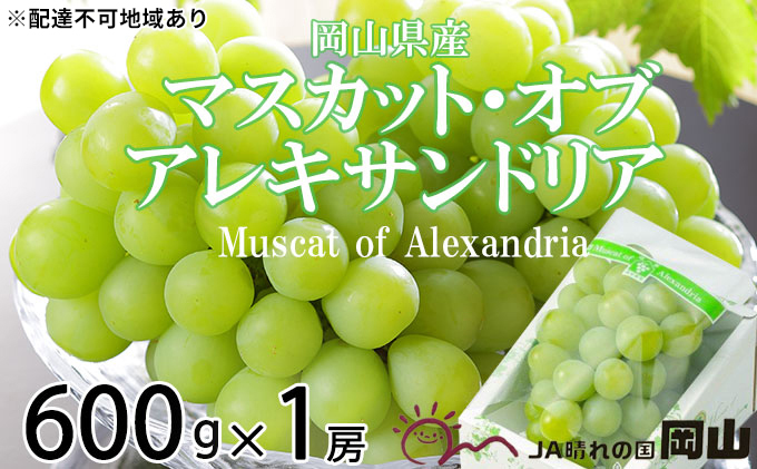 マスカット・オブ・アレキサンドリア 約600g×1房 ぶどう 葡萄 岡山県産 2023年9月上旬～9月下旬発送分（岡山県瀬戸内市）  ふるさと納税サイト「ふるさとプレミアム」