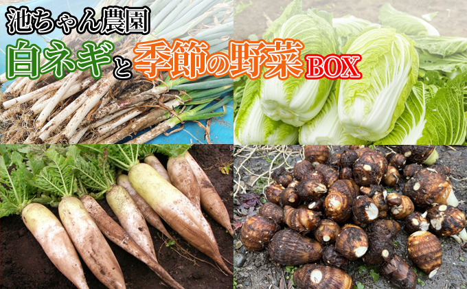 野菜セット 白ネギと季節の野菜 BOX 広島県三原市産 池ちゃん農園|池ちゃん農園