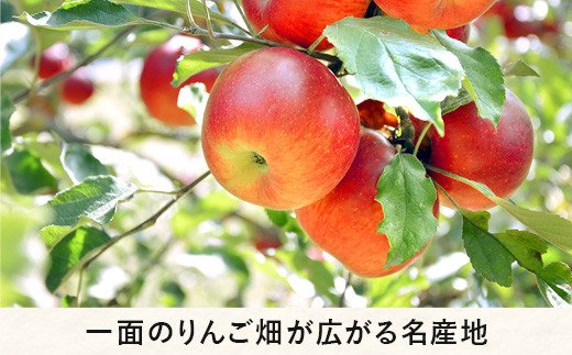 りんごの木オーナー ＜ サンふじの木 ＞ 家庭用 ～ 特秀 約 40kg 補償