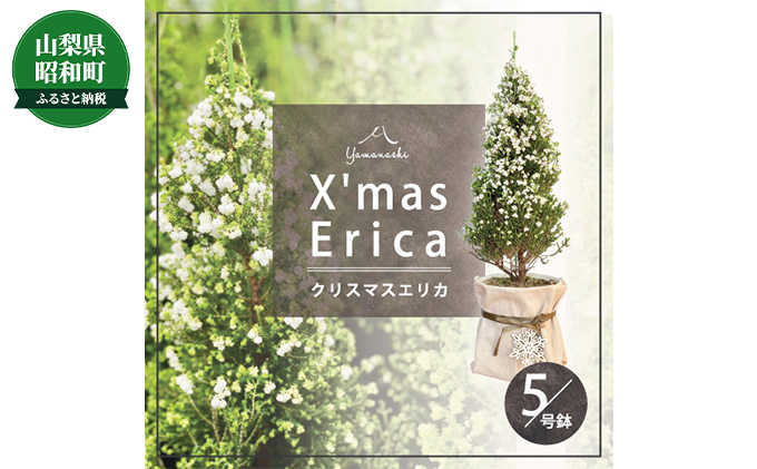クリスマスエリカ 5号鉢(スズランエリカ)観葉植物、卓上ミニツリー、テーブルツリー、冬の贈り物に