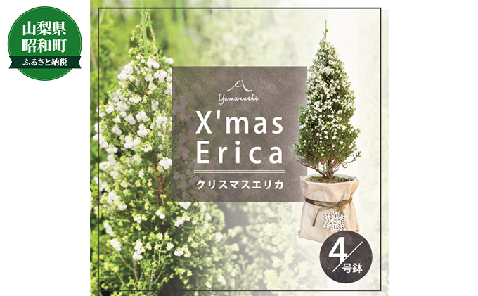 クリスマスエリカ 4号鉢(スズランエリカ)観葉植物、卓上ミニツリー、テーブルツリー、冬の贈り物に
