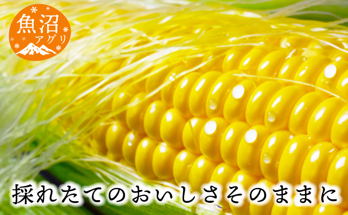 新潟県魚沼市のふるさと納税 魚沼産 冷凍生とうもろこしと冷凍粒とうもろこしのセット 野菜 国産 日本産 簡単 便利 コーン 冷凍コーン ゴールドラッシュ 新潟県産 食材 食べ物 直送 産地直送