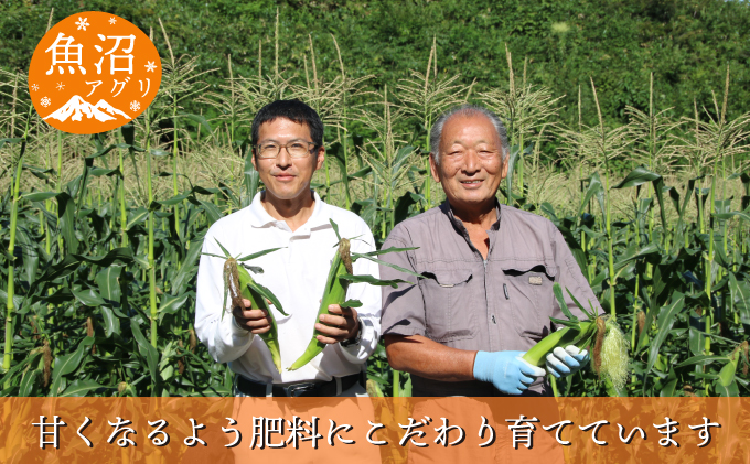 新潟県魚沼市のふるさと納税 魚沼産 冷凍生とうもろこしと冷凍粒とうもろこしのセット 野菜 国産 日本産 簡単 便利 コーン 冷凍コーン ゴールドラッシュ 新潟県産 食材 食べ物 直送 産地直送