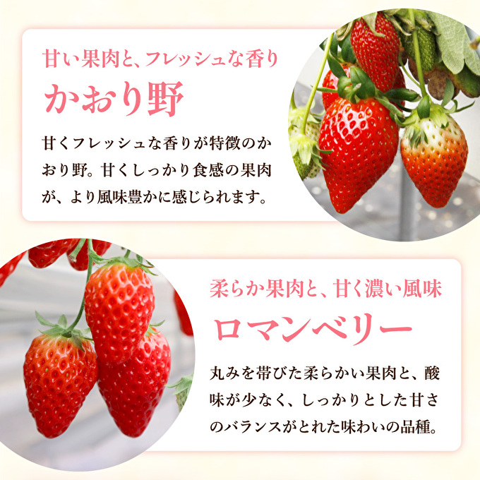 かぐや農園の極甘 いちご 大粒 30粒（兵庫県加西市） | ふるさと納税
