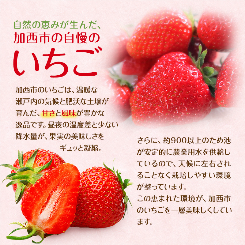 クール便】新鮮朝採りいちご｜いちごの商品詳細｜ポケット