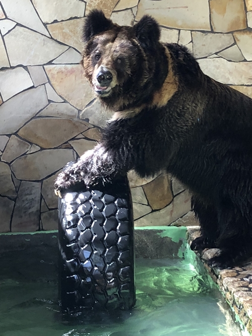 大内山動物園 年間パスポート１枚 ／ 動物園 チケット エサ付き 旅行 三重県 大紀町 / 三重県大紀町 | セゾンのふるさと納税