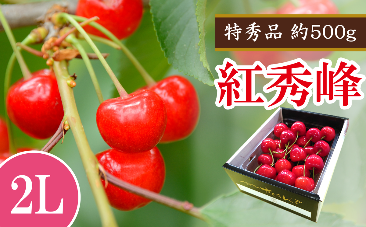 【令和7年産先行予約】 さくらんぼ 「紅秀