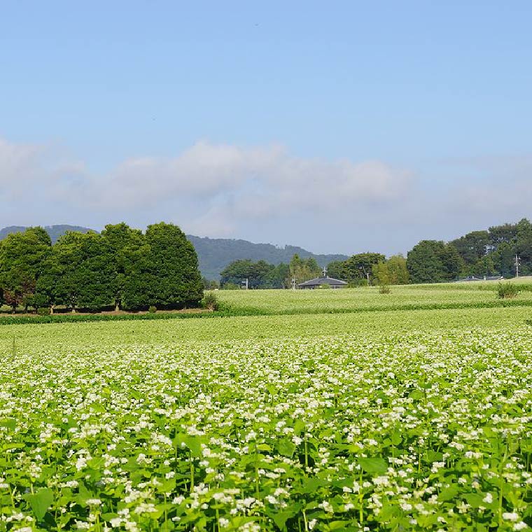 茨城県行方市のふるさと納税 DX-25【茨城県共通返礼品／桜川市】【常陸秋そば】八割乾麺セット7袋入（御贈答用）