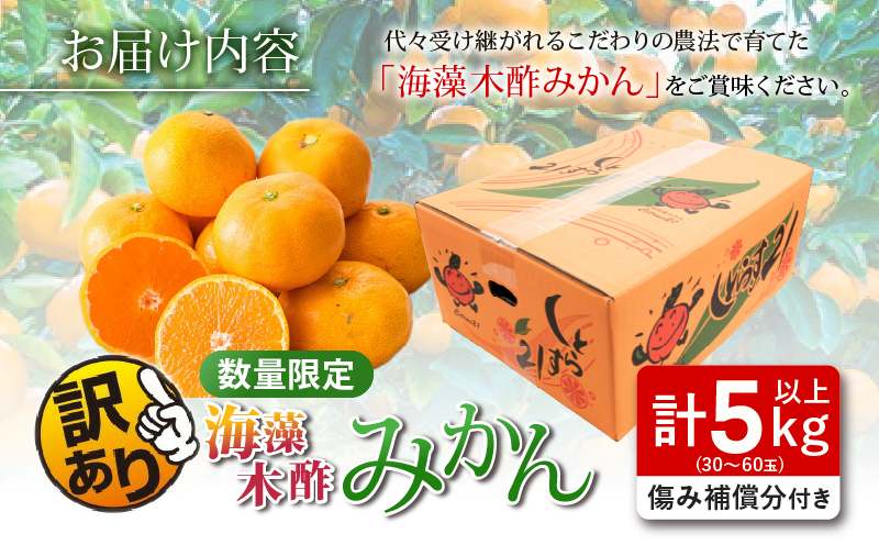 宮崎県日南市のふるさと納税 訳あり 数量限定 海藻木酢みかん 計5kg以上 傷み補償分付き フルーツ 果物 くだもの 柑橘 みかん　国産 期間限定 食品 家庭用 自宅用 B品 わけあり オレンジ デザート おやつ おすすめ おすそ分け ご褒美 お取り寄せ グルメ 産地直送 宮崎県 日南市 送料無料_ZZ22-24