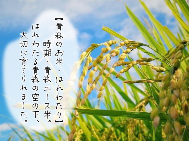 数量限定】青森県鰺ヶ沢町【令和5年産・新米】はれわたり〔玄米〕30kg