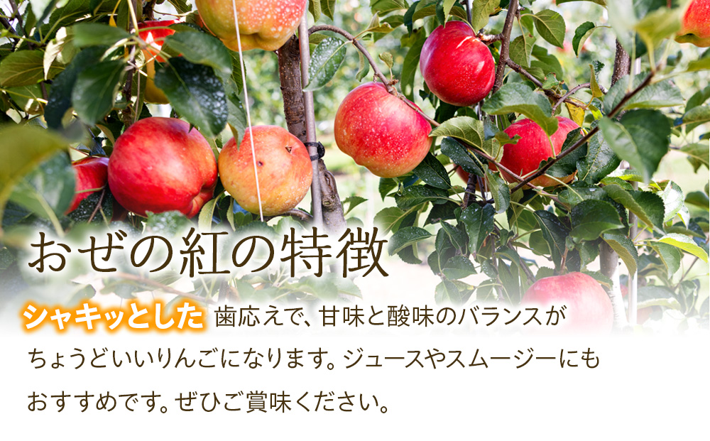 長野県箕輪町のふるさと納税 【2024年/令和6年度発送分！先行予約】甘さの中に程よい酸味があり、香り豊かな初秋のりんご【おぜの紅】訳あり　約5kg