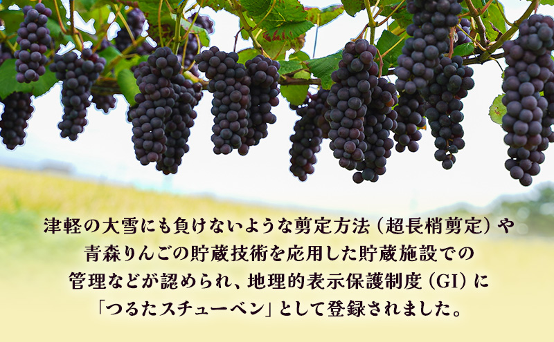 青森県鶴田町のふるさと納税 【数量限定】芽実農園の農家直送スチューベン 約2kg【10月～1月発送】青森県鶴田町産