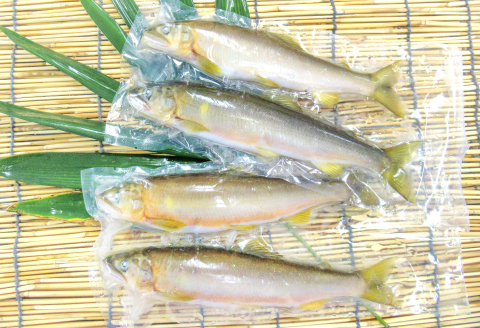 一級河川・江の川の恵み】島根県産 天然冷凍鮎 約800g / 島根県美郷町