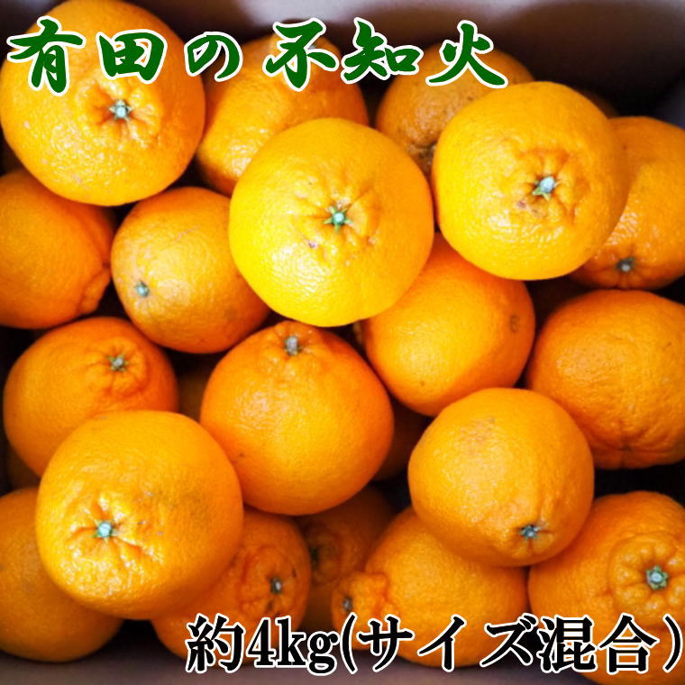 和歌山県有田産バレンシアオレンジ約5kg（サイズおまかせ）★2024年６月下旬より順次発送予定