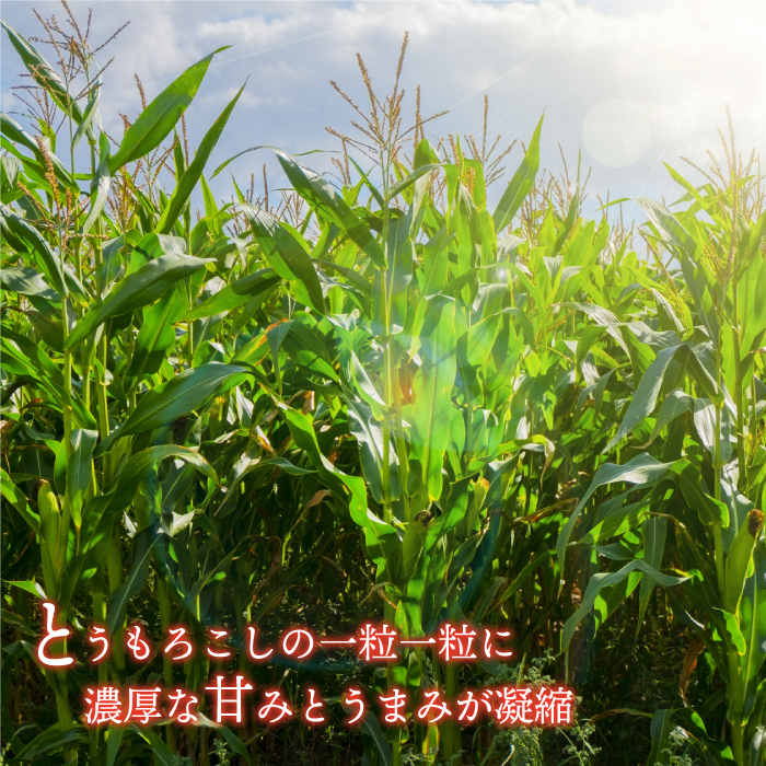 島根県邑南町のふるさと納税 糖度19度以上 朝どれスイートコーン12本/4kg以上 （2L～3L）