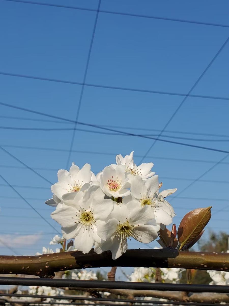 千葉県船橋市のふるさと納税 2024年発送分【贈答用】極上梨「あきづき」3kg　果汁たっぷり　船橋産　9月中下旬発送　期間限定　梨　夏　6～9玉　なし　水菓子　果物　デザート