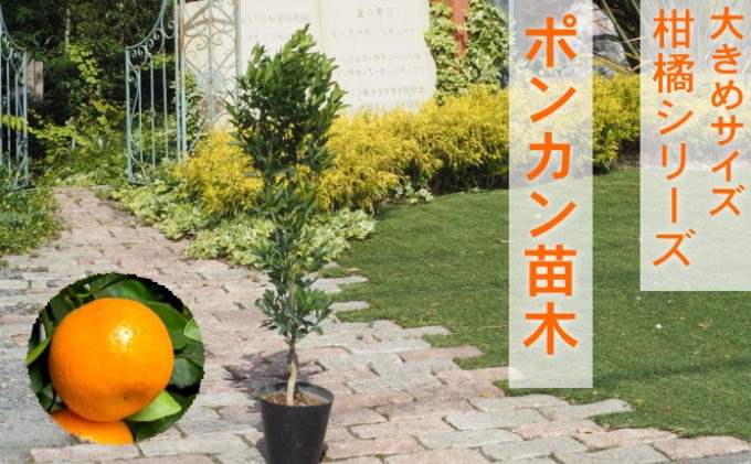 苗木 柑橘苗 大きめサイズ ポンカン 1本 配送不可 北海道 沖縄 離島
