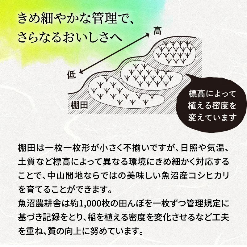 新潟県魚沼市のふるさと納税 米農家自慢の魚沼産コシヒカリ(精米)5kg×1袋 12ヶ⽉連続お届け ( 米 お米 こめ コメ おこめ 白米 こしひかり お楽しみ )