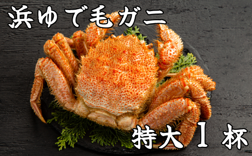 【北海道紋別市】26-37 流氷明け浜ゆで毛ガニ 特大1杯