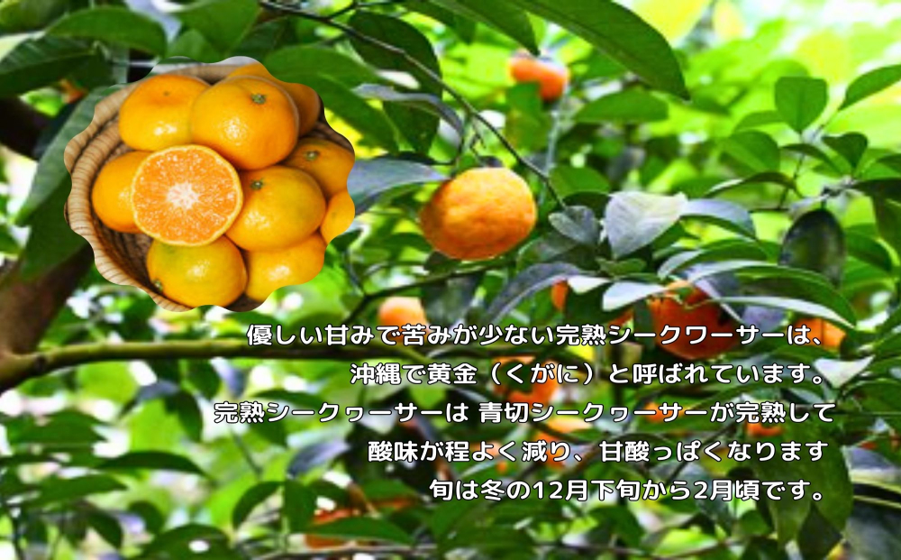 琉球ビバレッジ 沖縄県産やんばる完熟シークヮーサー ジュース 柑橘 すっきり（沖縄県うるま市） | ふるさと納税サイト「ふるさとプレミアム」