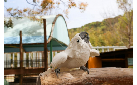 香川県東かがわ市のふるさと納税 白鳥動物園（ペア）チケット