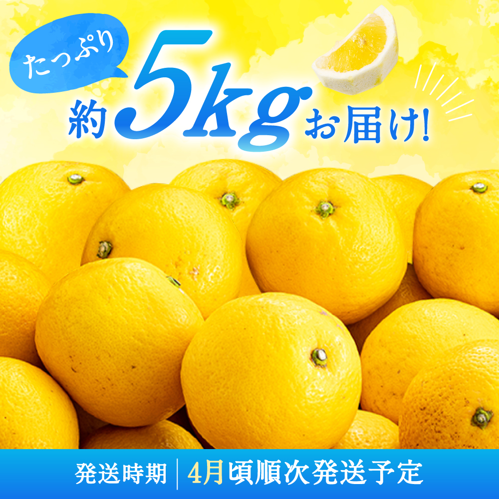 柑橘さま専用 fit=scale-down,w=1200