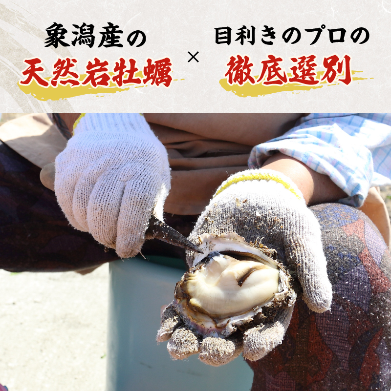 秋田県にかほ市のふるさと納税 先行予約 秋田の肉厚な天然岩牡蠣（岩ガキ 5個以上）ナイフ無し