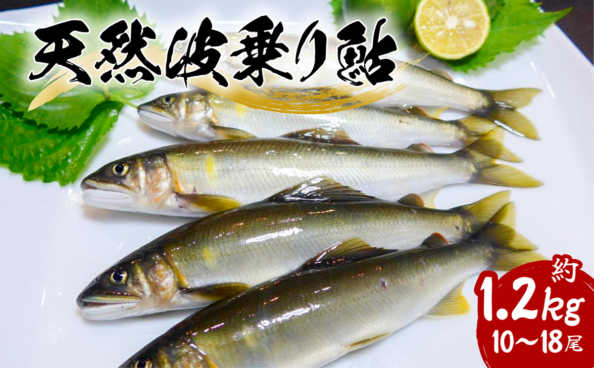 天然波乗り鮎 10～18尾（約1.2kg） 鮎 天然 約1.2kg あゆ アユ 天然鮎