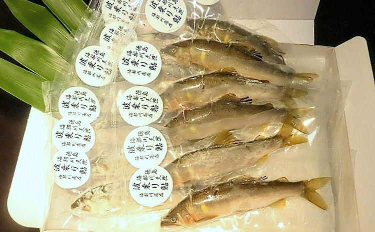 天然波乗り鮎 10～18尾（約1.2kg） 鮎 天然 約1.2kg あゆ アユ 天然鮎