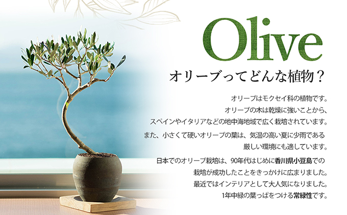 オリーブのミニ盆栽ⅽolive（コリーブ）（香川県土庄町） | ふるさと