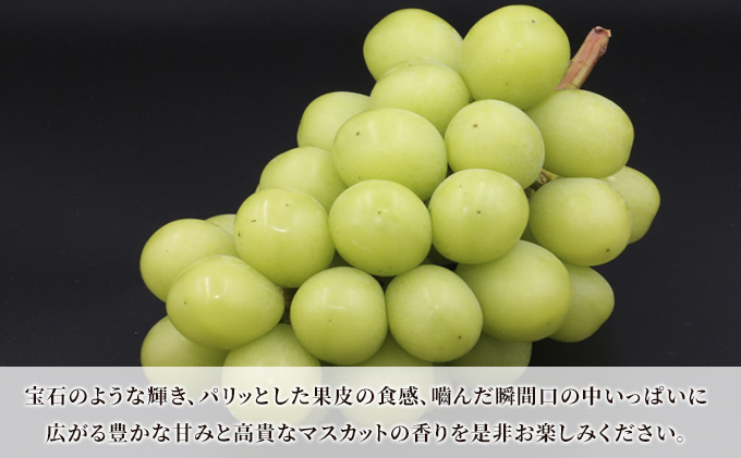 青森県産】シャインマスカット 秀品 1房 約600g 果物 ぶどう 青森県産】シャインマスカット 秀品 1房 約600g 果物 ぶどう