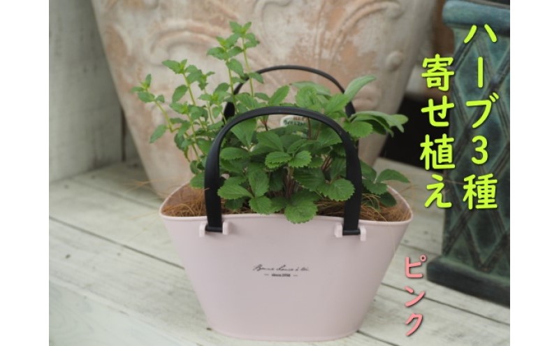 ハーブ 寄植え 摘み取って使う 新鮮 ハーブ 3種の寄せ植え プラ鉢 ピンク