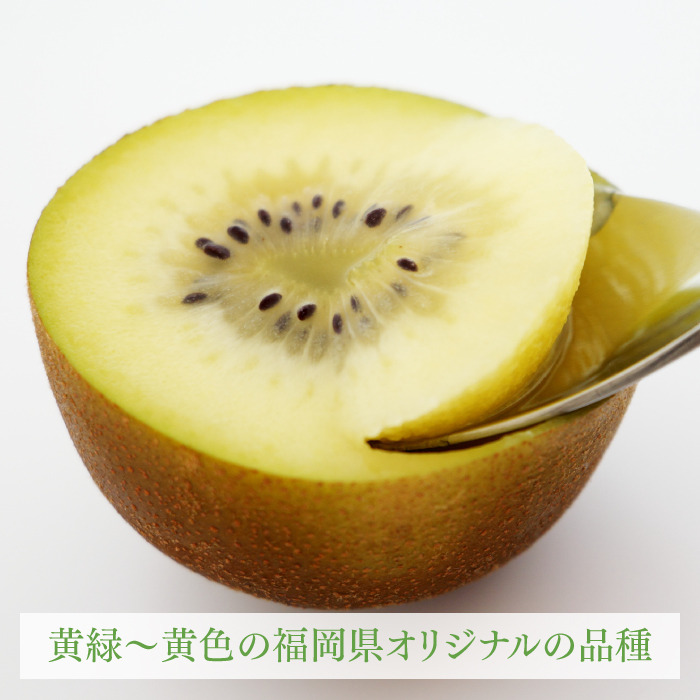 AB135.九州・福岡フルーツ王国より直送.人気の新ブランドキウイ
