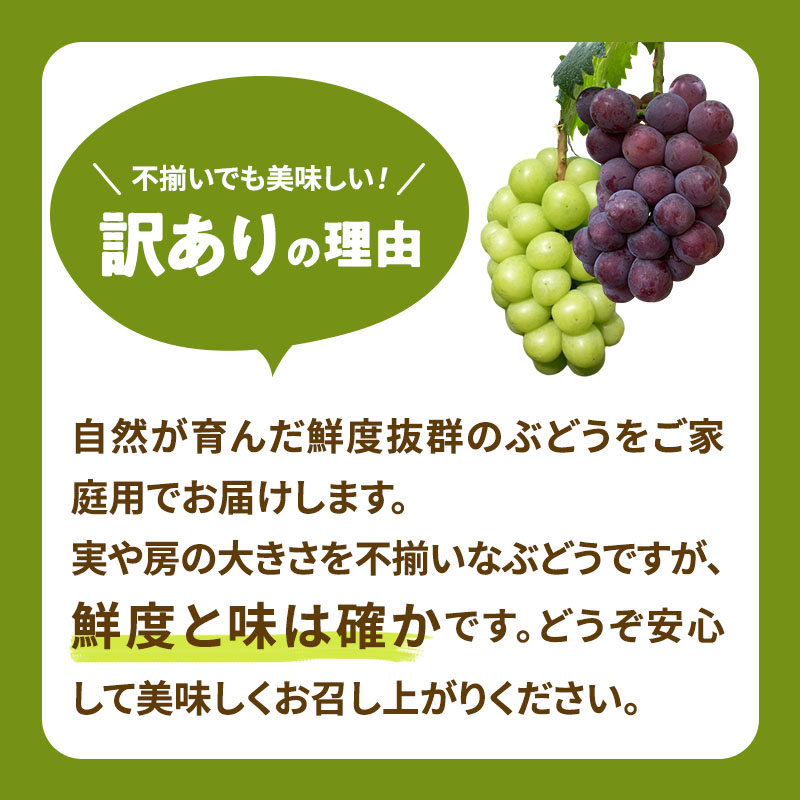 岡山県高梁市のふるさと納税 シャインマスカット 満杯詰め 約4kg以上  ご家庭用 辻葡萄園 ぶどう 葡萄 フルーツ 果物 岡山県産