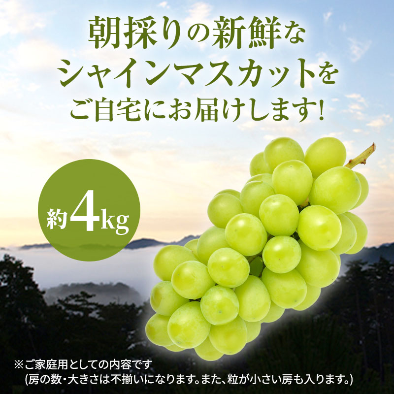 岡山県高梁市のふるさと納税 シャインマスカット 満杯詰め 約4kg以上  ご家庭用 辻葡萄園 ぶどう 葡萄 フルーツ 果物 岡山県産