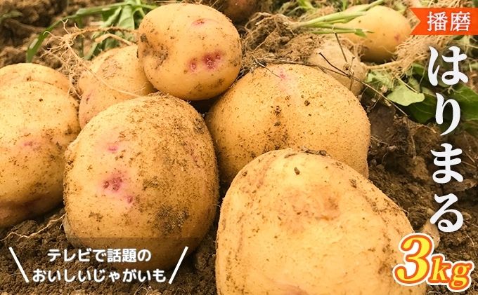 【テレビで話題！】美味しいジャガイモ　はりまる  兵庫県産 3kg