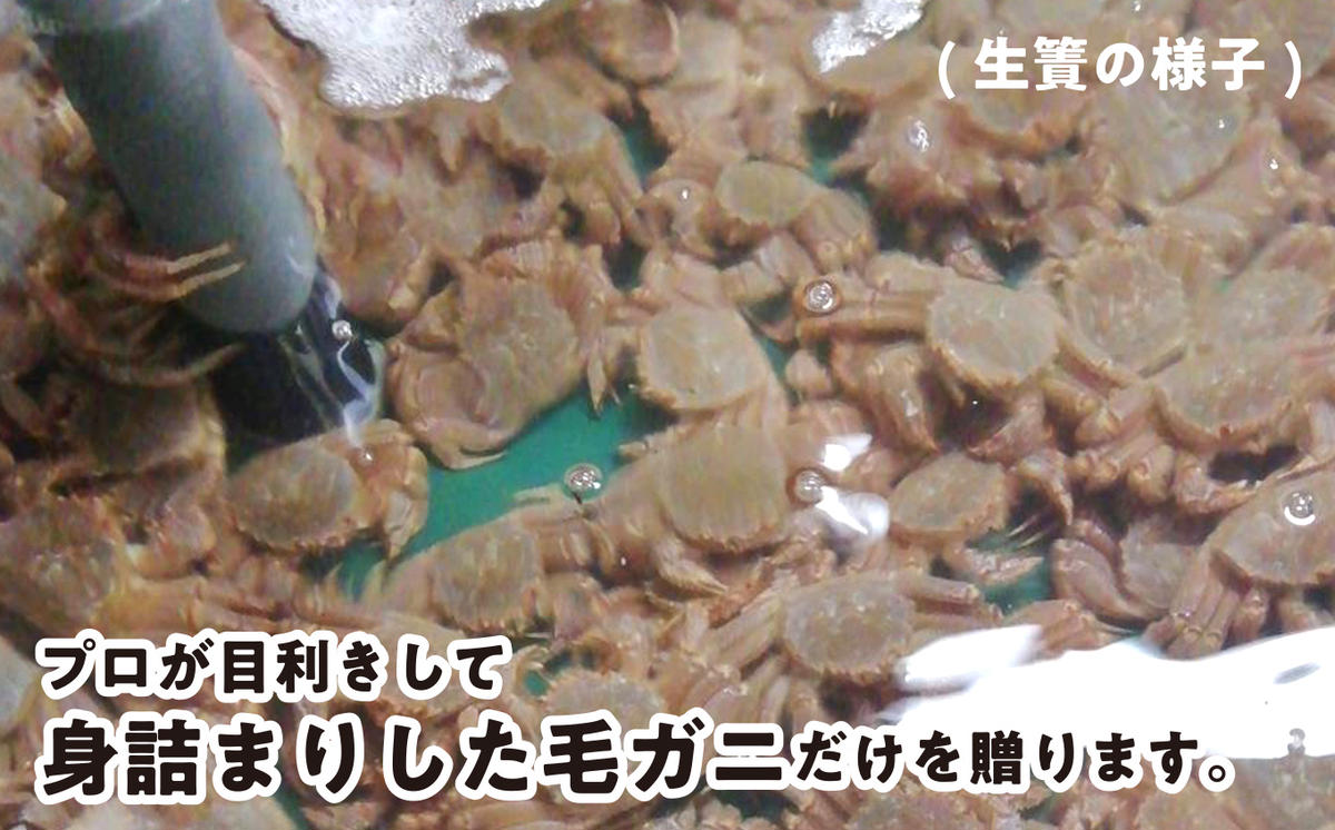 北海道新ひだか町のふるさと納税 ＜2025年1月中旬から順次発送＞ 北海道産 かに 浜ゆで 毛がに 2尾 計 600g 以上 ＜ 予約商品 ＞ 毛蟹 毛ガニ 北海道 冷蔵 毛蟹 毛ガニ けがに かに 蟹 カニ かに味噌 カニ味噌 新鮮 旬 ボイル 浜茹で 海鮮 海産物 新鮮 旬 魚介 蟹味噌 みそ 新ひだか町