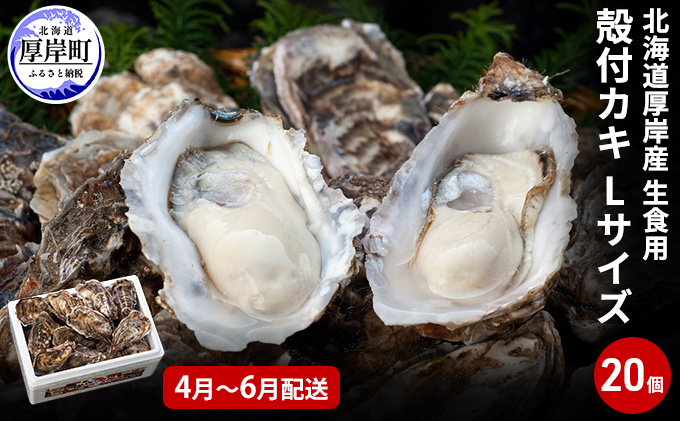 【10月2日から寄付額変更】4月～6月配送 厚岸産　殻付カキ Lサイズ20個（生食用）牡蠣