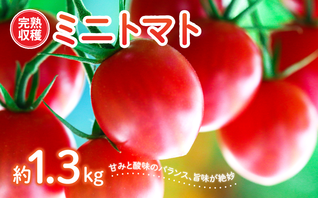 [甘みと酸味のバランス、旨みが絶妙な代表作] 完熟収穫 ミニトマト 約1.3kg