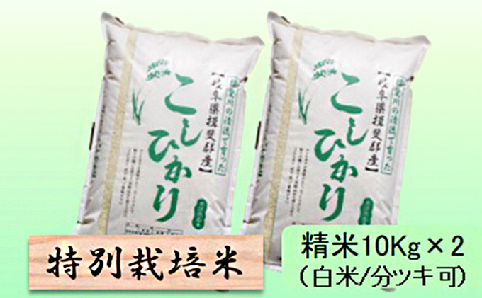 特別栽培米★精米20kg（白米/5分/7分ツキ可）【コシヒカリ】 玄米は別に出品