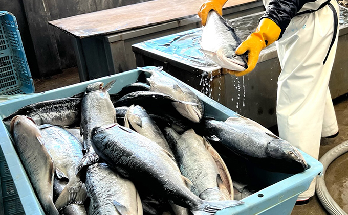 北海道枝幸町のふるさと納税 北隆丸自慢のいくら醤油漬け400g オホーツク枝幸産魚貝類 魚卵