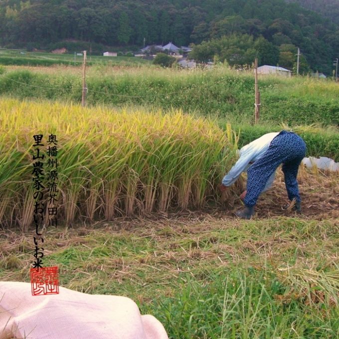 米 【令和5年産新米】 キヌヒカリ 5kg 精米 奥播州源流 芥田川産 芥