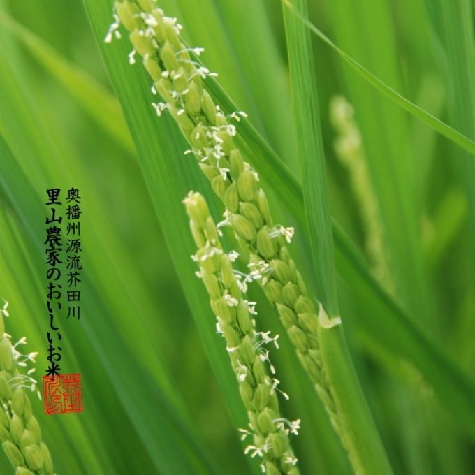 米 【令和7年産】 コシヒカリ 10kg 精米にて 奥播州源流 芥田川
