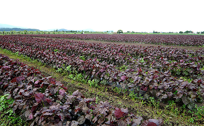 北海道仁木町のふるさと納税 柴葉期間中農薬不使用のシソ葉を使用した シソジュース　1L×2本セット