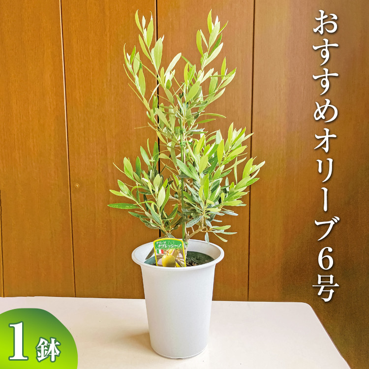 おすすめオリーブ6号 ※離島への配送不可 | 観葉植物 植物 グリーン オリーブの木 室内 苗 鉢植え シンボルツリー ギフト 贈答 贈り物 プレゼント お中元 お歳暮 直送 農家直送 茨城県 古河市 送料無料 _BZ05