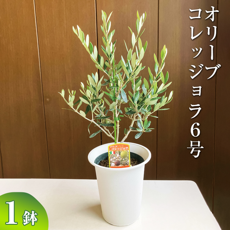 オリーブ コレッジョラ6号 ※離島への配送不可 | 観葉植物 植物 グリーン オリーブの木 コラッジョラ 室内 苗 鉢植え シンボルツリー ギフト  贈答 贈り物 プレゼント お中元 お歳暮 直送 農家直送 茨城県 古河市 送料無料 _BZ08|園部園