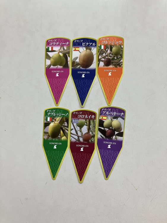 Beni❁【プロフ必読】オリーブ38 オリーブ チプレッシーノ6号 ※離島への配送不可 | 観葉植物 植物